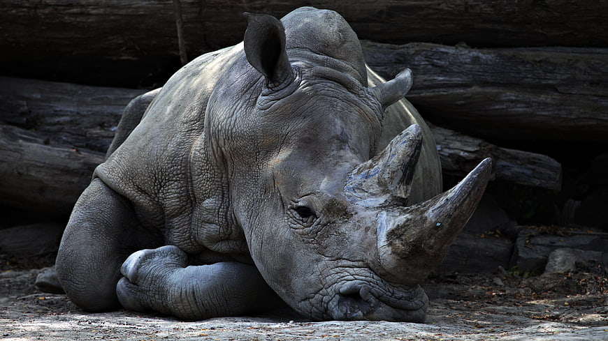 Resting White Rhinoceros in Naturalistic Zoo Enclosure