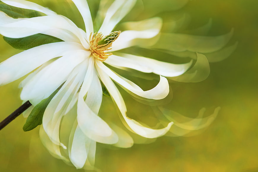White Magnolia Flower with Motion Blur Effect