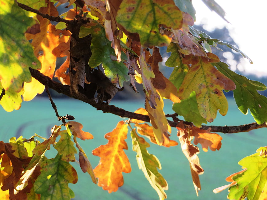 Sunlit Oak Leaves in Autumn Colors Against Blurred Background