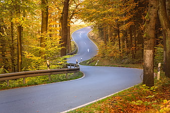 Winding asphalt road through golden autumn forest landscape