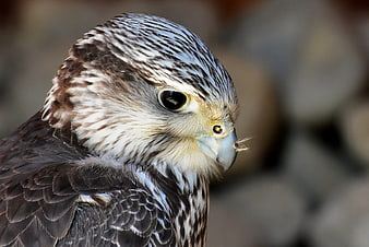 Close-up portrait of a falcon head with detailed feathers and sharp beak