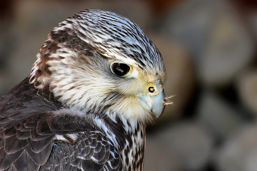 Close-up portrait of a falcon head with detailed feathers and sharp beak