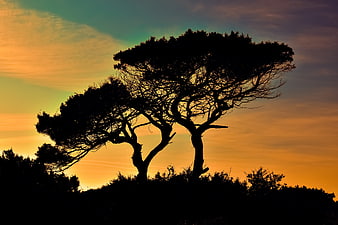 Silhouetted Trees Against Vibrant Sunset Sky