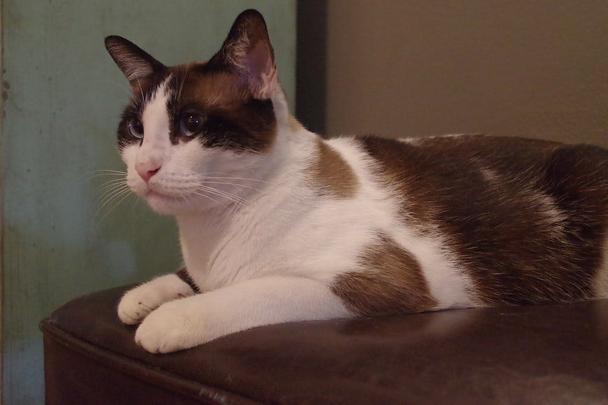 Calico Cat Resting on Leather Surface
