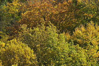 Golden autumn forest canopy with vibrant yellow and orange foliage
