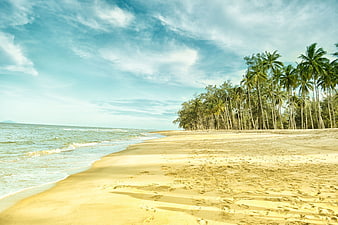 Tropical Beach with Palm Trees and Blue Sky