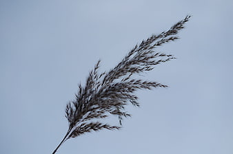 Silhouette of tall reed grass against a blue sky