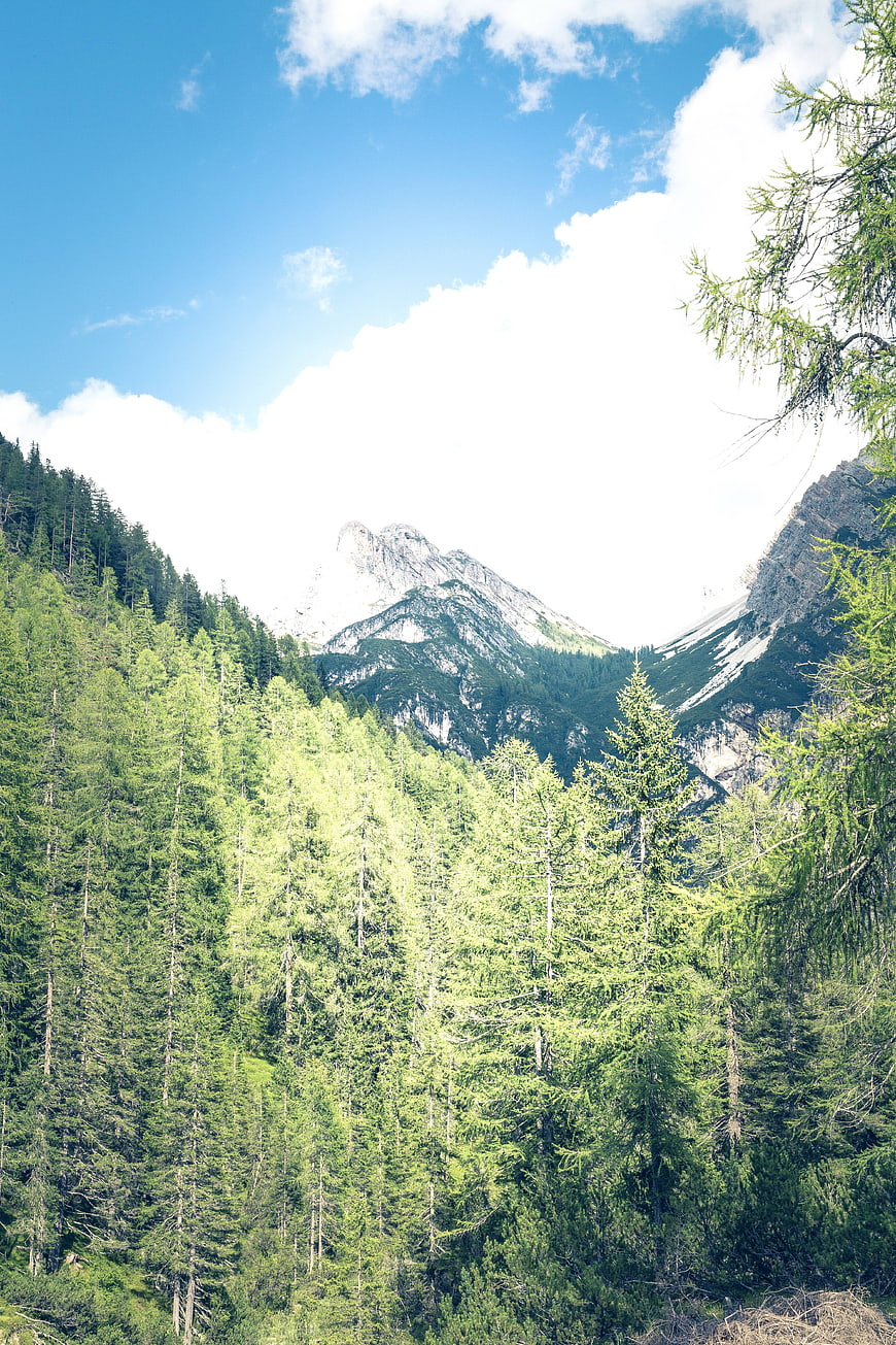 Lush Green Mountain Forest Landscape with Blue Sky