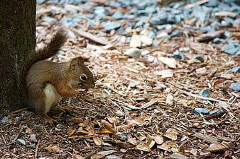 Brown squirrel eating nut beside tree trunk on mulch