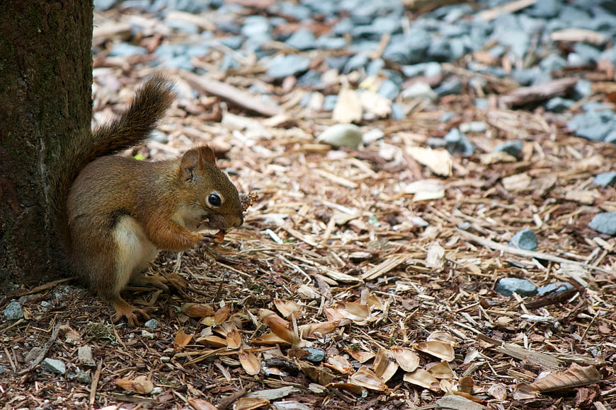 Brown squirrel eating nut beside tree trunk on mulch