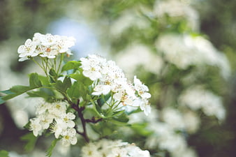 Close-up of white hawthorn blossoms with green leaves