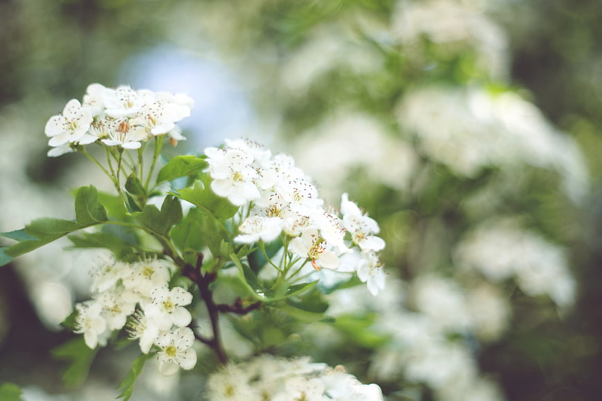 Close-up of white hawthorn blossoms with green leaves