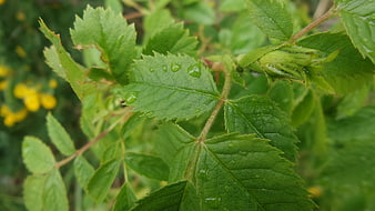 Close-up of green rose leaves with water droplets and bud