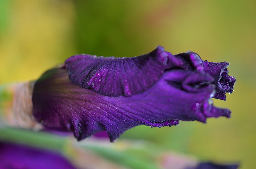 Close-up of purple iris bud with water droplets