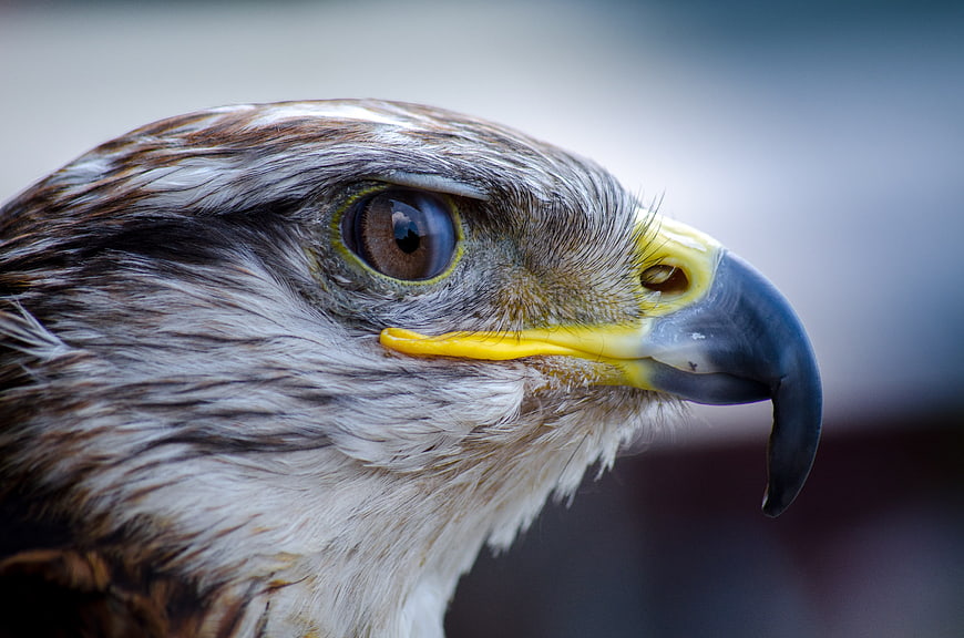 Close-up portrait of a hawk's head and sharp eye