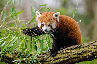 Cute Red Panda Eating Bamboo Leaves on a Tree Branch