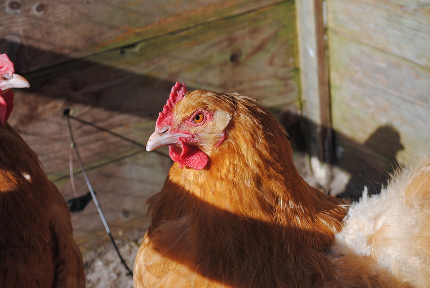 Close-up of a brown chicken in a coop