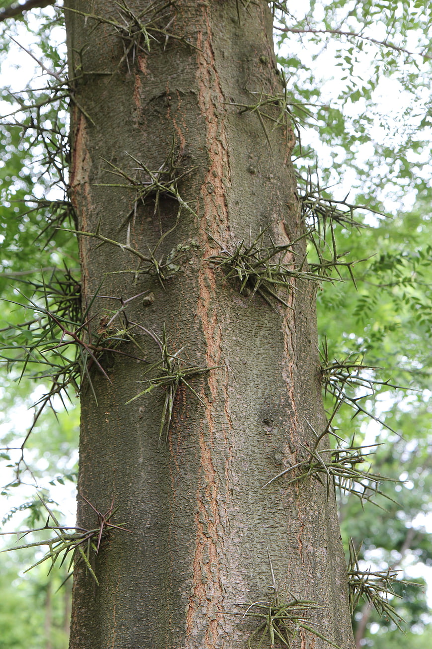 Close-up of Thorny Tree Trunk with Green Leaves