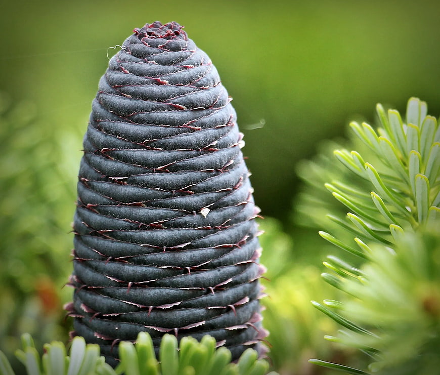 Close-up of a dark blue fir cone with green needles