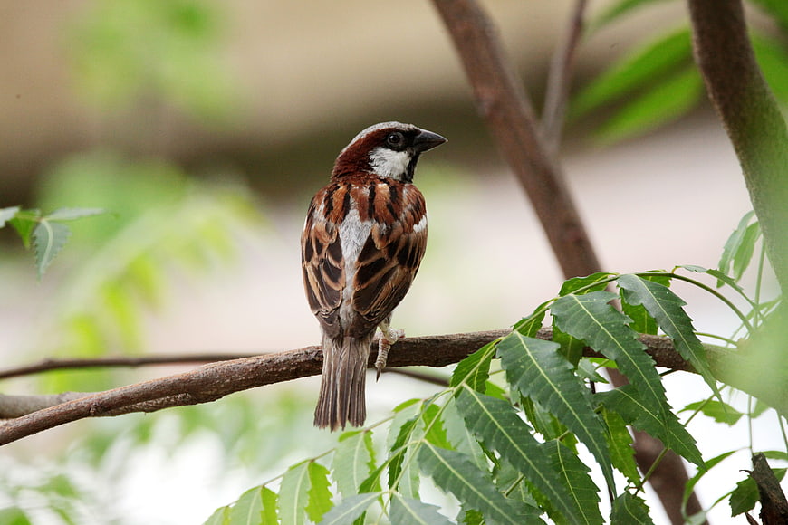 Male House Sparrow Perched on Tree Branch