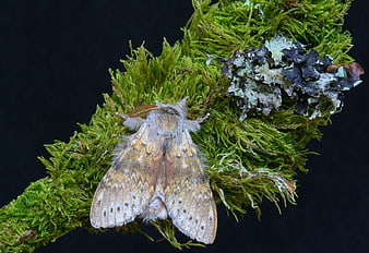 Close-up of a fuzzy moth resting on green moss and lichen