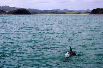 Dolphin Swimming in Ocean with Coastal Hills Background