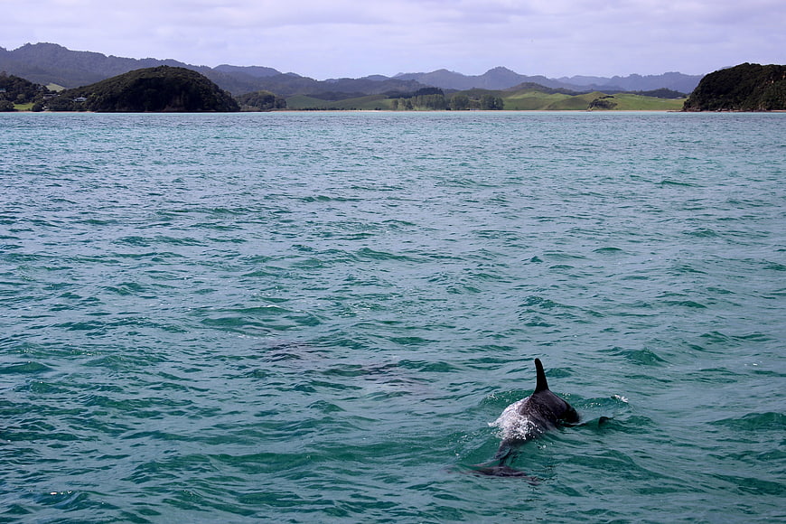 Dolphin Swimming in Ocean with Coastal Hills Background