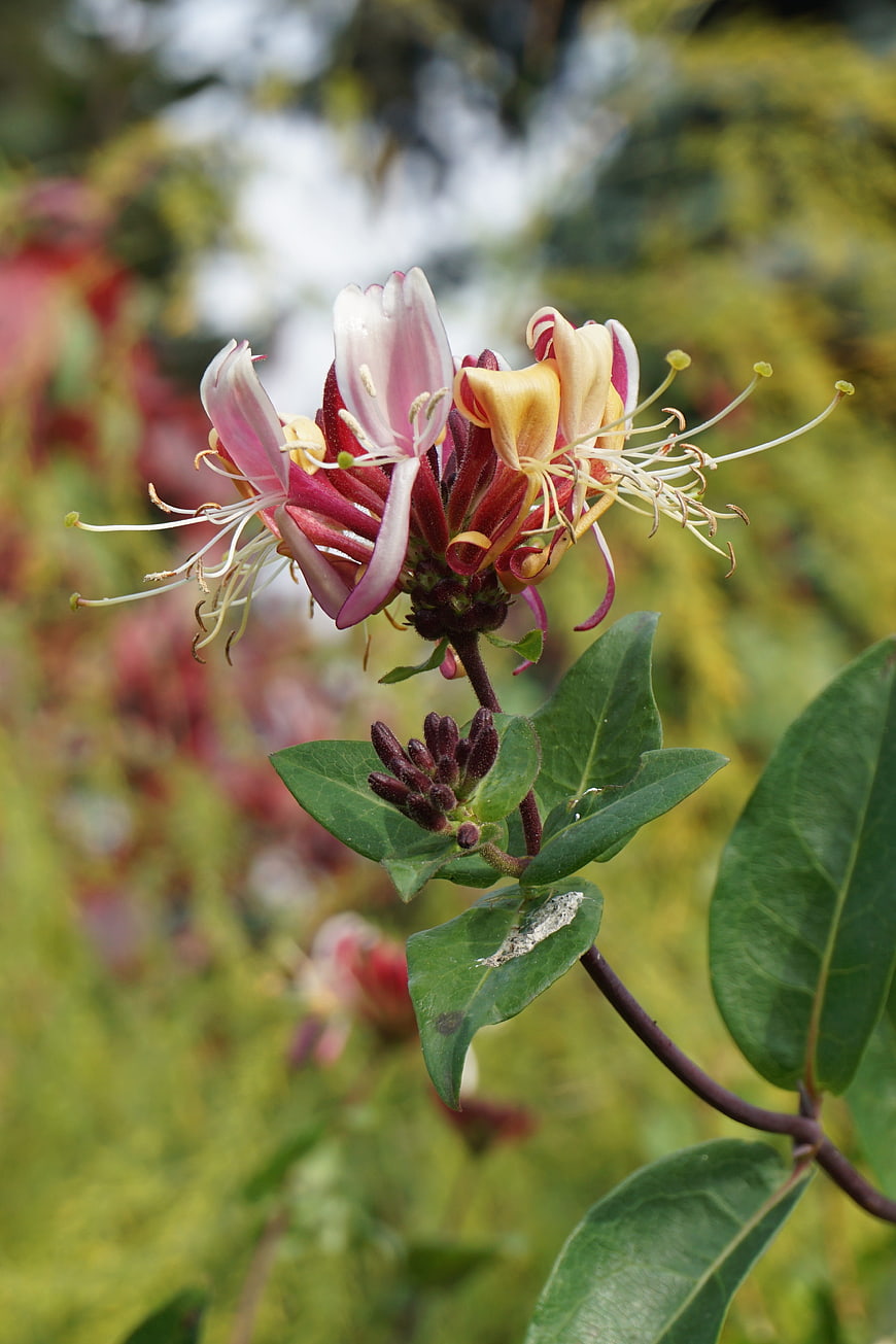 Close-up of Pink and Yellow Honeysuckle Flowers