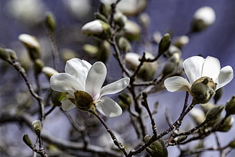 White Magnolia Blossoms and Buds on Branches