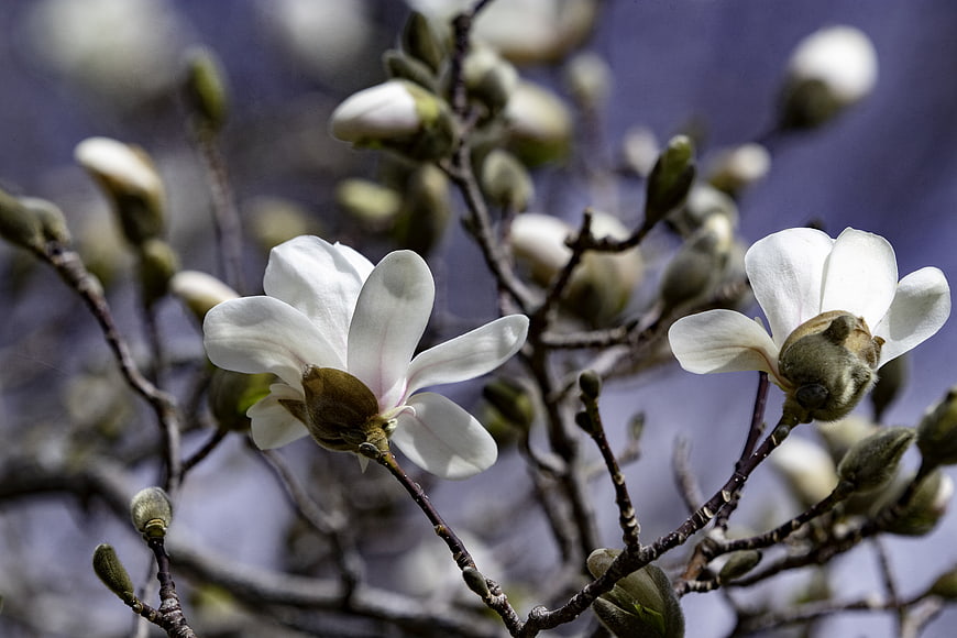 White Magnolia Blossoms and Buds on Branches