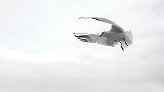 White Seagull Flying Against Overcast Sky