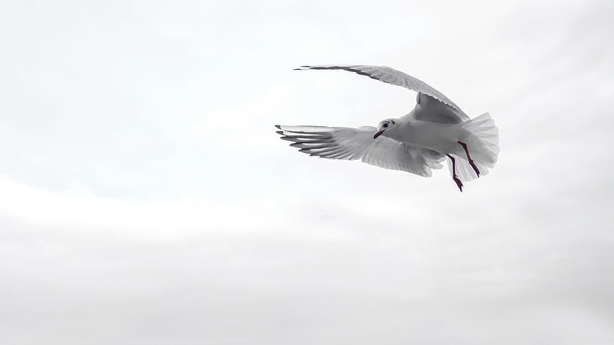 White Seagull Flying Against Overcast Sky