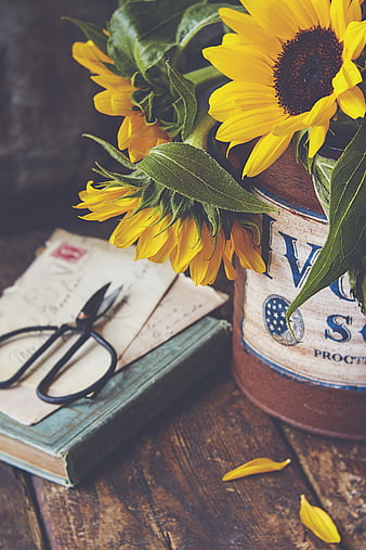 Vintage Sunflowers in Rustic Tin with Antique Scissors