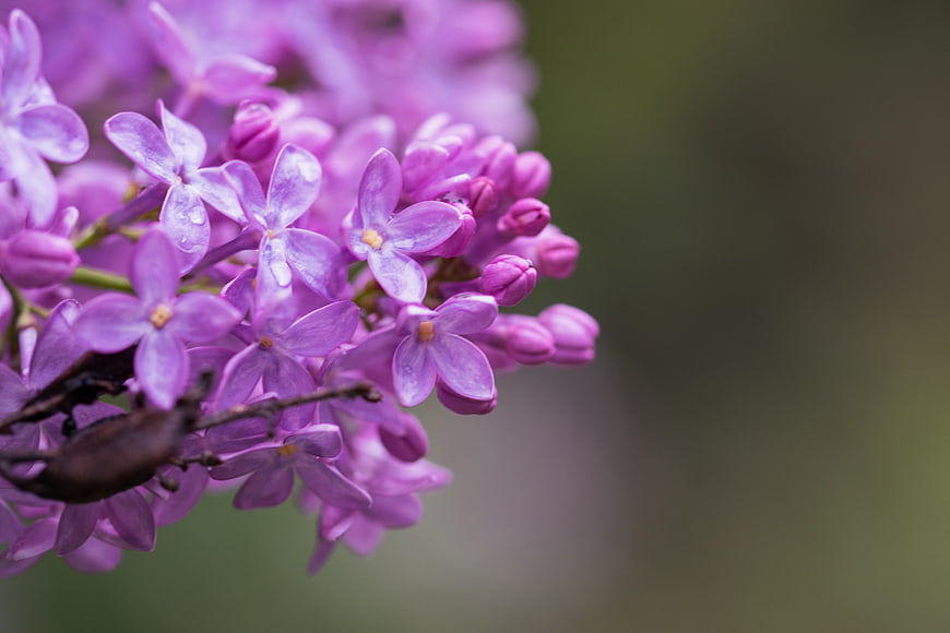 Close-up of purple lilac flowers with water droplets