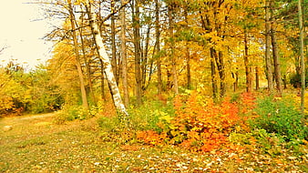 Golden autumn forest path with vibrant yellow and orange foliage