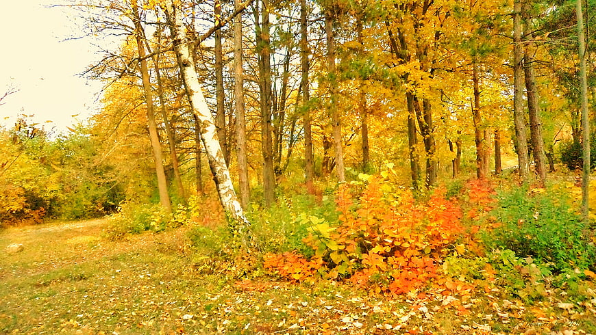Golden autumn forest path with vibrant yellow and orange foliage