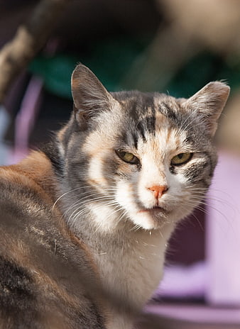 Close-up Portrait of a Calico Cat in Sunlight