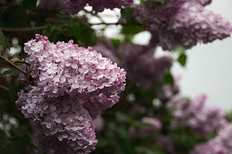 Close-up of blooming purple lilac flowers on a branch