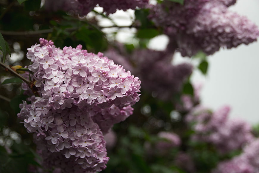 Close-up of blooming purple lilac flowers on a branch