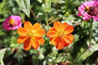 Vibrant Orange and Pink Cosmos Flowers in a Garden