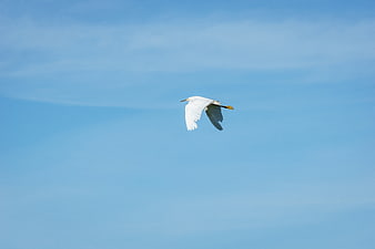 White Egret Flying Against Blue Sky