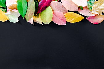 Colorful Autumn Leaves Border on Black Background