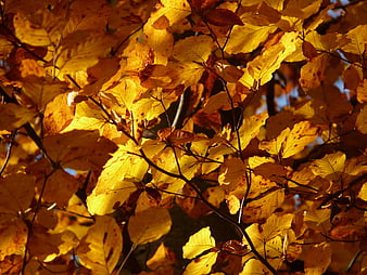 Golden Autumn Beech Leaves Backlit by Sunlight