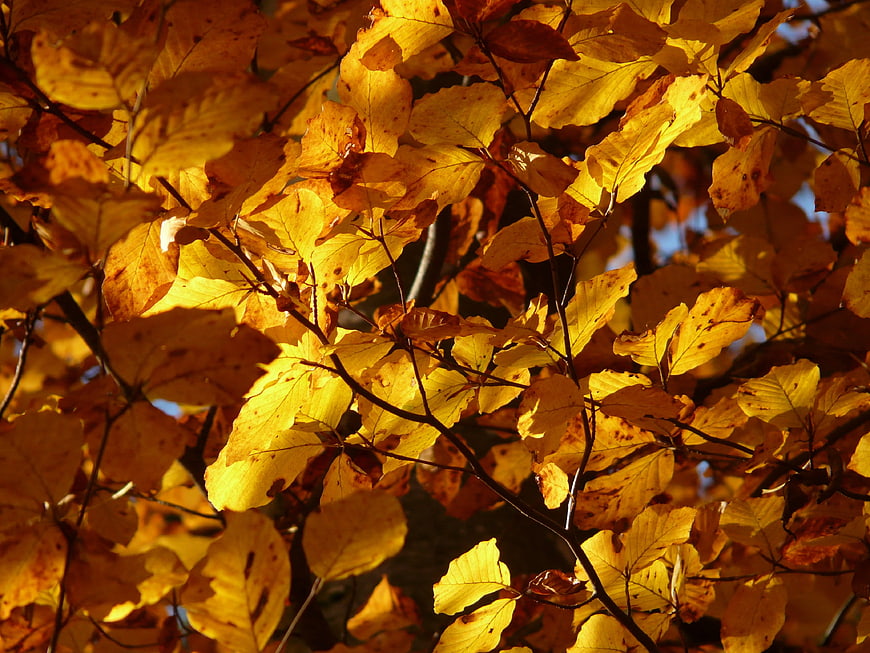 Golden Autumn Beech Leaves Backlit by Sunlight