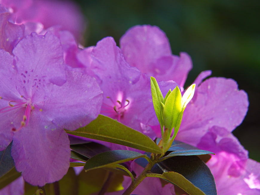 Close-up of vibrant pink rhododendron flowers with green buds