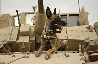 Belgian Malinois Military Dog Sitting On Armored Tank
