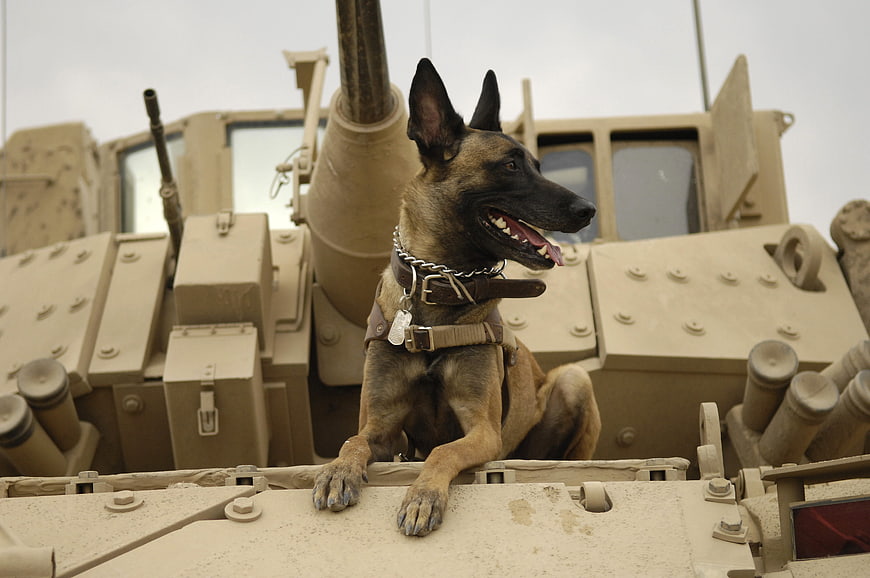 Belgian Malinois Military Dog Sitting On Armored Tank