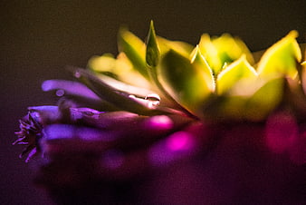 Macro shot of succulent with purple and yellow lighting