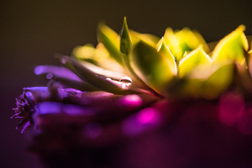 Macro shot of succulent with purple and yellow lighting