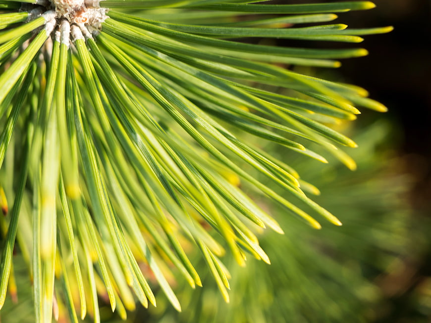 Close-up of vibrant green pine needles in sunlight
